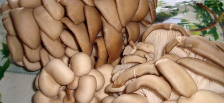 Посещение грибной фабрики по выращиванию грибов «Вешенка»: Фото 2