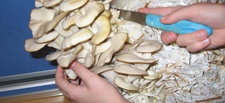 Посещение грибной фабрики по выращиванию грибов «Вешенка»: Фото 3