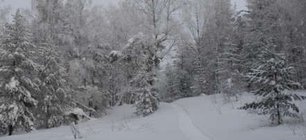 Снегоходный тур «Покорение уральских вершин» в Уфе: Фото 9
