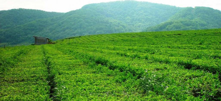 «Хостинский чай — производственная экскурсия с дегустацией» из Сочи или Адлера