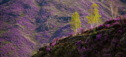 Многодневный тур «Весна на Алтае. Цветущие горы» на 5 дней: Фото 5