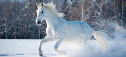 Катания на лошадях в Новосибирске: Фото 3