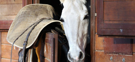 Катания на лошадях в Новосибирске: Фото 5