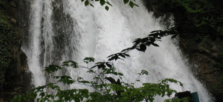 Конная прогулка к Самшитовым водопадам в Сочи: Фото 5