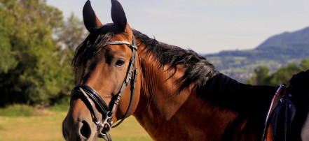 Экскурсия «Семейный уикенд» по конному клубу в Саратове с катанием на лошадях: Фото 3
