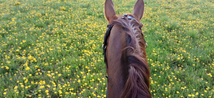 Экскурсия «Семейный уикенд» по конному клубу в Саратове с катанием на лошадях: Фото 5