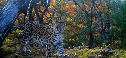 Групповая экскурсия в парк «Земля леопарда» из Владивостока с прогулкой на катере: Фото 1
