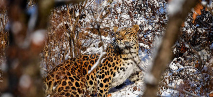 Групповая экскурсия в парк «Земля леопарда» из Владивостока с прогулкой на катере: Фото 3
